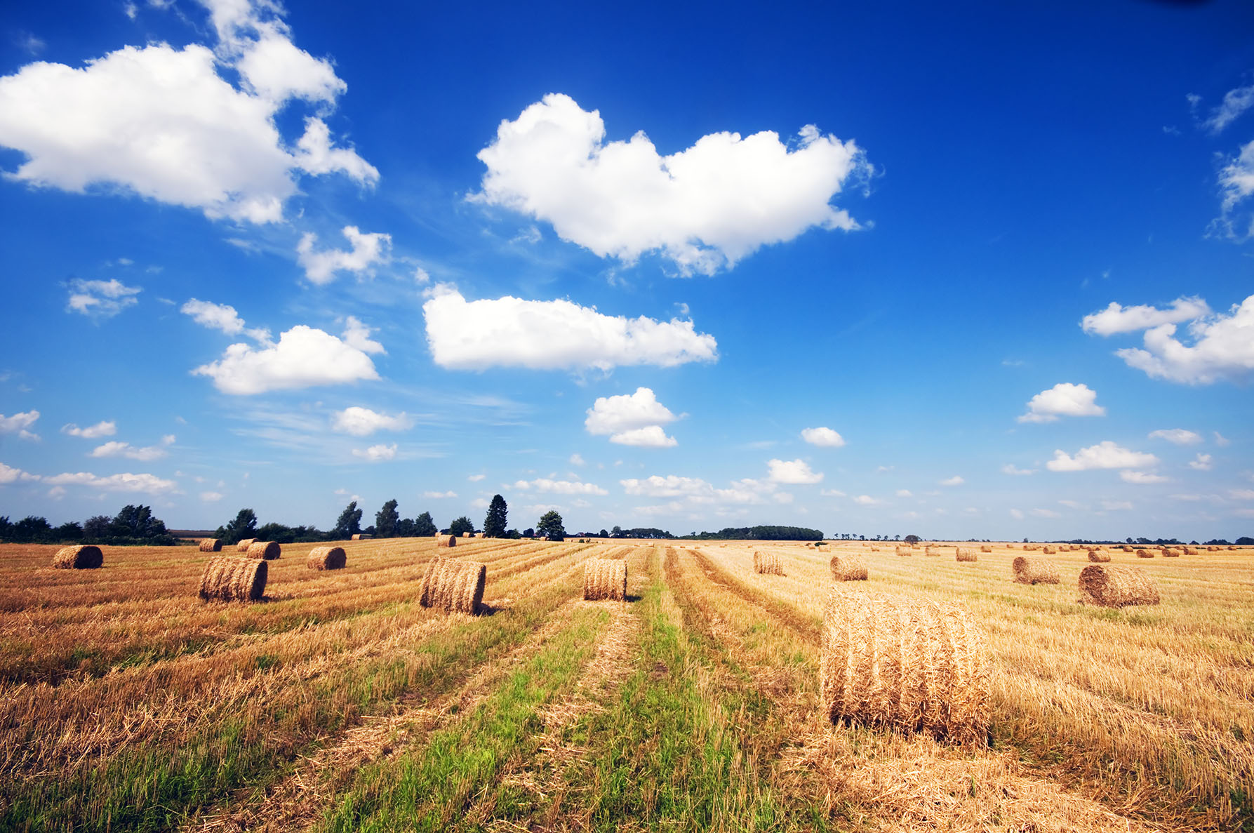 Na czym polega rolnictwo regeneratywne? - AgroContractor